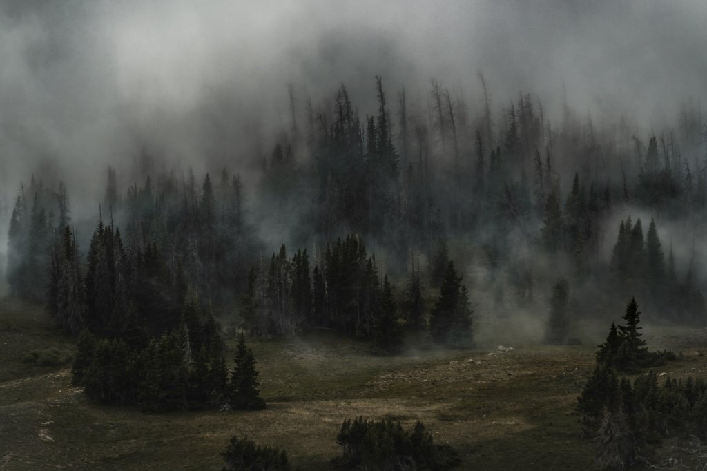 A forest filled with lots of trees covered in fog in the Rocky Mountain National Park, Colorado, USA. It's a spooky theme with low light.