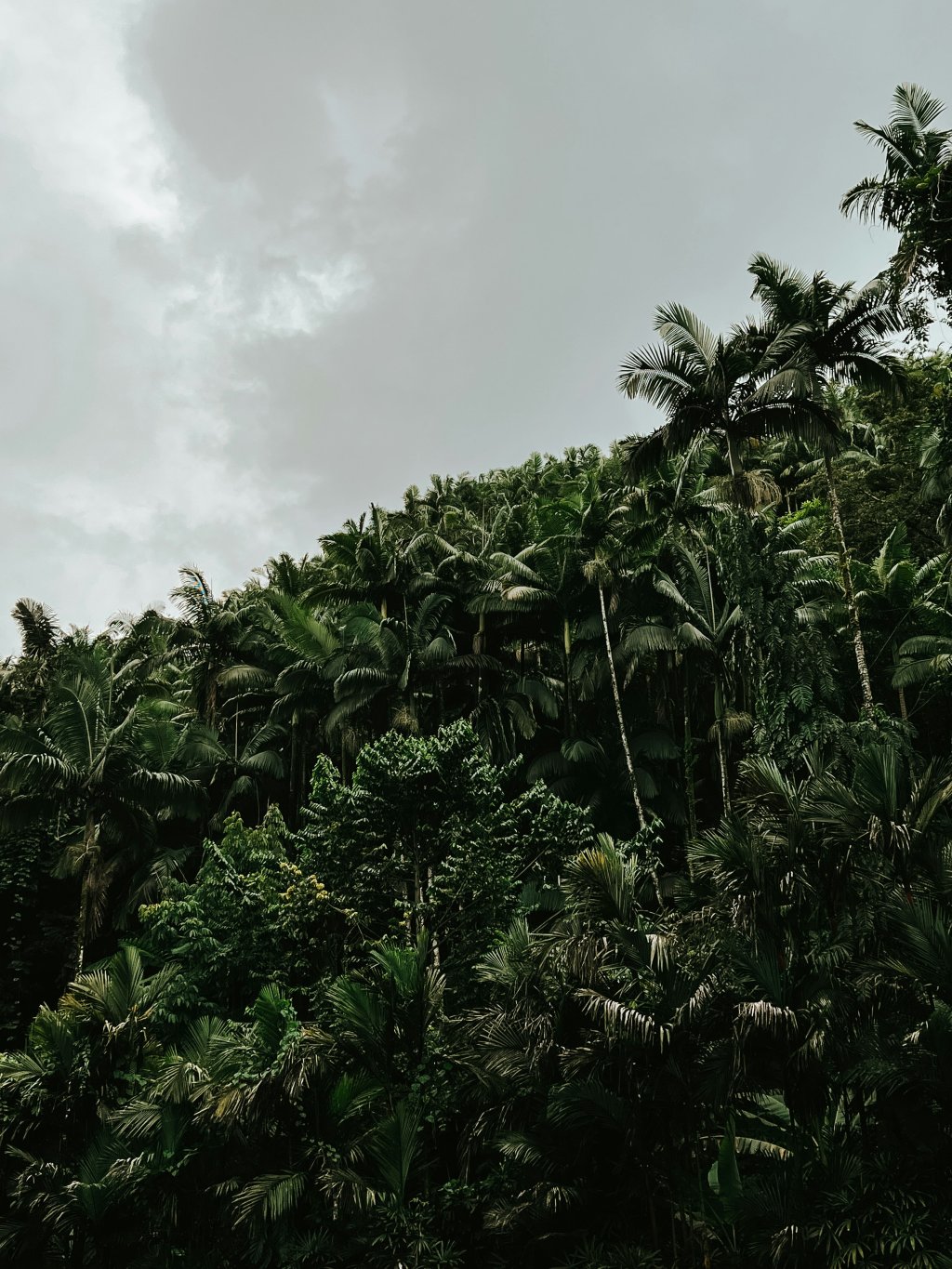 A lush green forest filled with dense trees in Hawaii, United States. There's grey stormy cloud in the background.